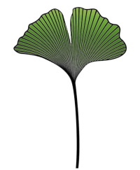 Hoja Ginkgo