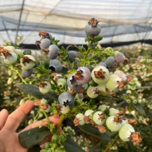 Plantación de arándanos en sustrato con riego por goteo