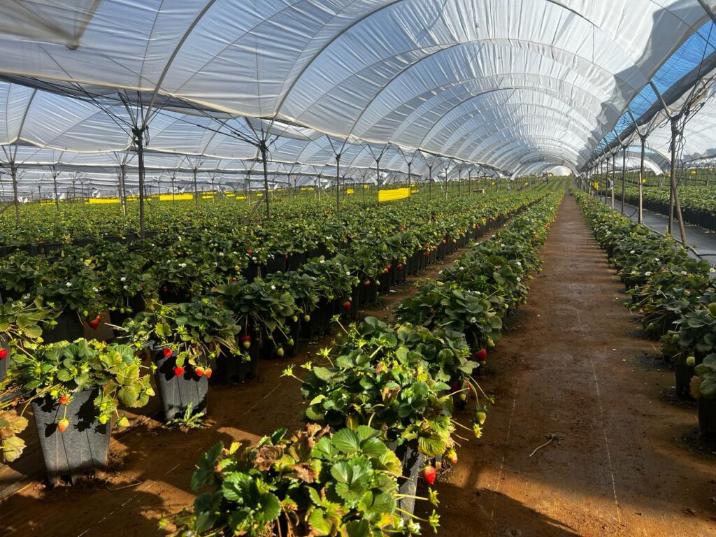 Invernadero con líneas de cultivo hidropónico