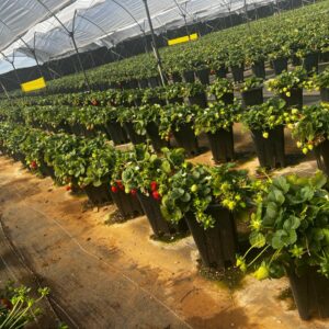 Detalle de plantas en sustrato con goteros de riego