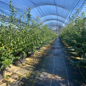 Interior de un invernadero de producción agrícola