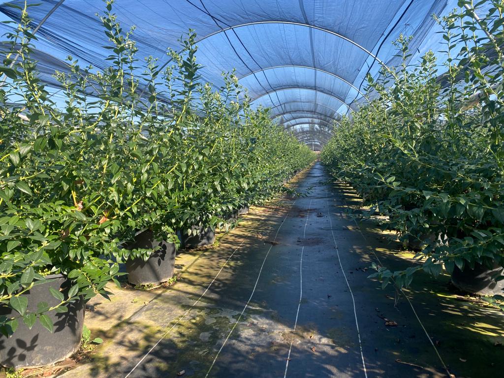 Interior de un invernadero de producción agrícola